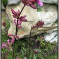 J'ai des petites fleurs en train de s'ouvrir.....