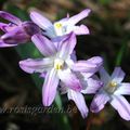 Chionodoxa forbesii 'Pink Giant'