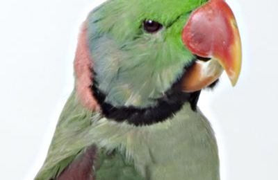 Indian Ringnecked Parrot, Blue Fronted Parrot, African Grey Parrot & Senegal Parrot