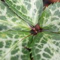 Un hellébore au feuillage persistant vert marbré