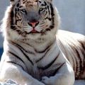 tigre blanc et compagnies (suite)
