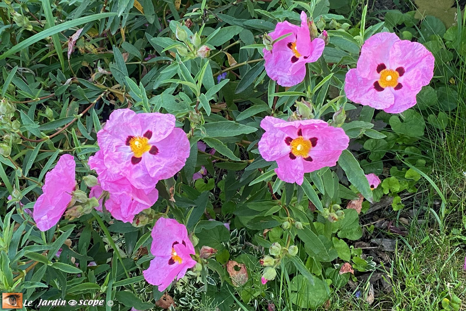 Cistus x purpureus