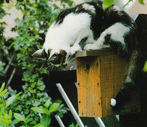 Bien s occuper de son chat    "Mangeoires et nichoires à oiseaux".