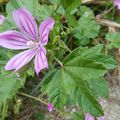 Malva sylvestris 