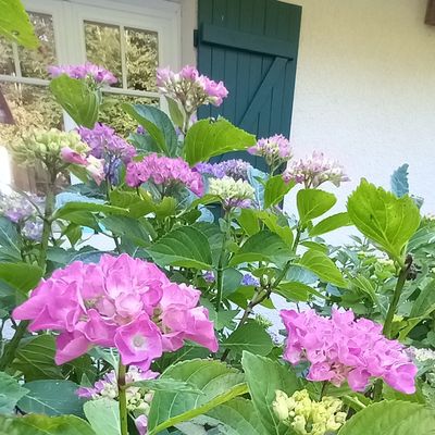 Hortensias  💕 💙 💜