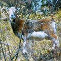 Mouflon femelle .