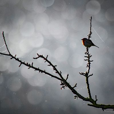 Bonjour, J'avais envie de remettre au goût du