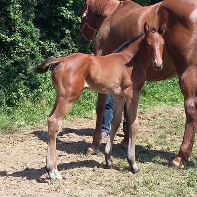 2 éme petite femelle d'Ascott des Vaux 