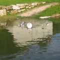 Une famille de cygnes sur le canal de l'Ourcq