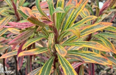 Une Euphorbe persistante aux couleurs changeantes