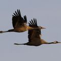 4 Grues cendrées à Puydarieux