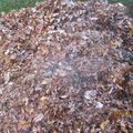 les feuilles hachées sur mon compost;