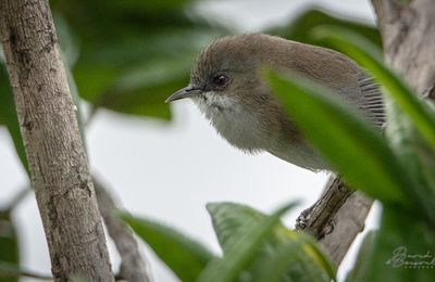 La Réunion (2019)