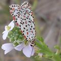 Utetheisa Pulchella ( la gentille, l'écaille du myosotis)