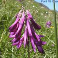 Sainfoin des Alpes