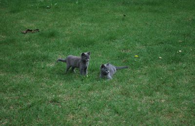 des tigres sauvages dans le jardin !