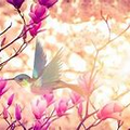 PRINTEMPS - Film contemplatif sur les Saisons - Spring Sound Ambience ASMR Flowers Insects Birds...