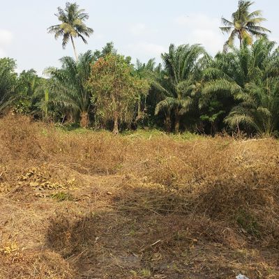 PRÉPARATION DE LA TERRE POUR LA CULTURE DE LA TOMATE