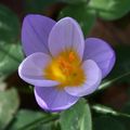 Crocus chrysanthus 'Blue Pearl'