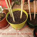 Citronnelle : la faire pousser chez soi