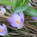 Petites fleurs de février