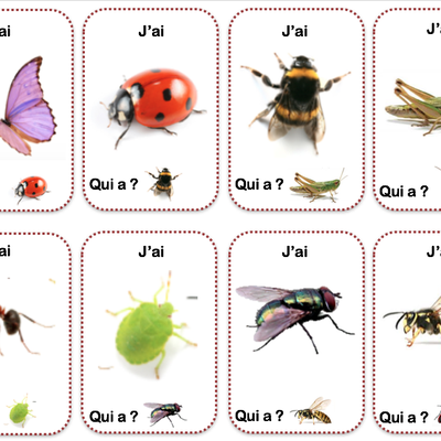 Projet "A la découverte des petites bêtes du jardin"