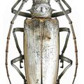 Batocera hercules