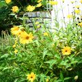 - Poue continuer dans le jaune de l'automne -L'instant T -