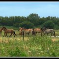 Le Henson cheval du Marquenterre et de la Baie de Somme