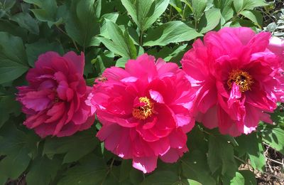 Le Bouquet du vendredi 