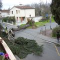  Chute de l'arbre