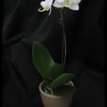 Mini-Phalaenopsis n°1 - blanc