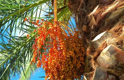 Le palmier des Canaries , Phoenix canariensis , Arécacées , Ile de Madère