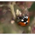 Coccinelle du matin