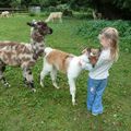 Visite chez ma Copine Christine et ses Lamas lainés