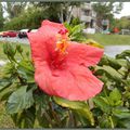 Hibiscus .....toujours en fleur en Septembre.....