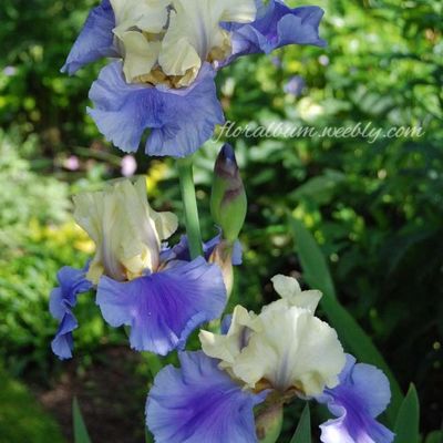 Iris 'Haut Les Voiles'