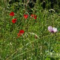 Le Pavot et les Coquelicots