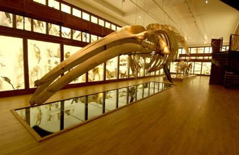 Muséum d'Histoire Naturelle de Nantes (44)