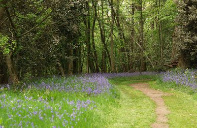 Les jacinthes des bois sont en fleurs...!