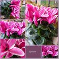 Le bouquet du week-end