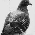 PIGEON