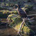 Grand Cormoran sur le bord de l'Aube