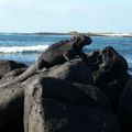 Amazing Galapagos