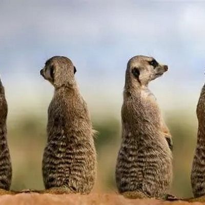 SURICATE, les sentinelles du « sport-nature »