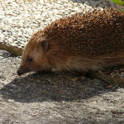 un petit compagnon de passage...