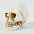 Vanité, crâne en ivoire finement sculpté.