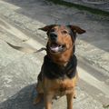 Athos - Magnifique croisé Beauceron à Adopter (34)