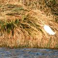 Aigrette garzette