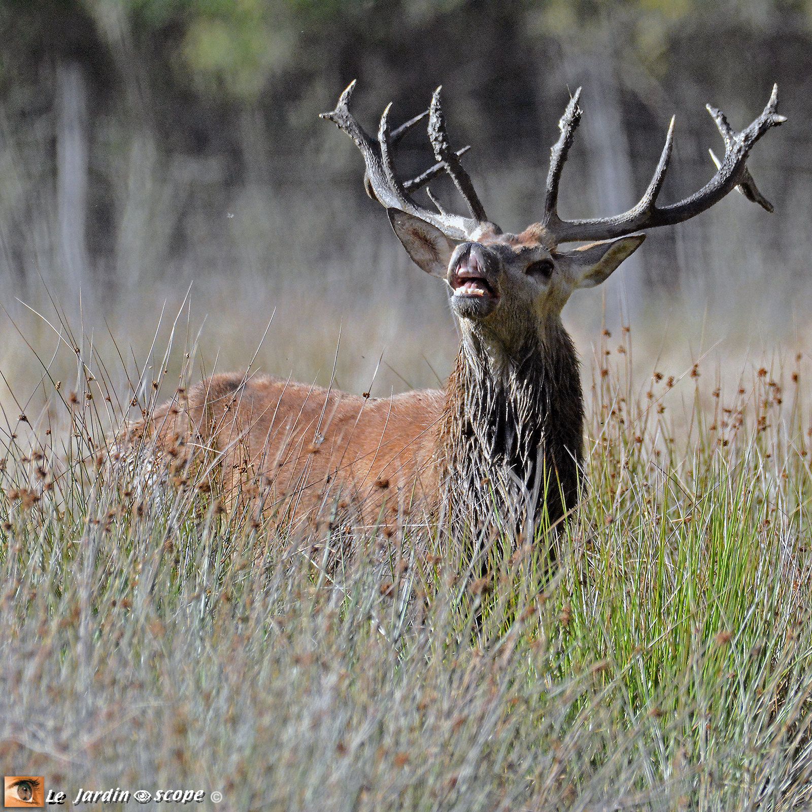 Cerf élaphe - Cervus elaphus